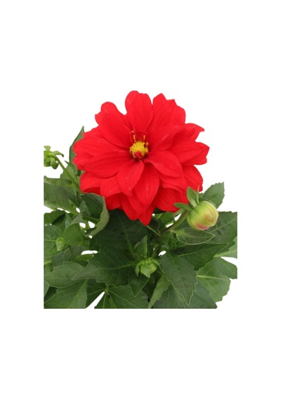 Dahlia - Yıldız Çiçeği - Dalya Bitkisi Kırmızı Renk Dış Mekan Balkon Bahçe Peyzaj