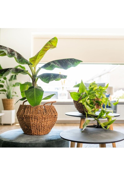 Jelle Sepet Saksı Ç 46cm Y 39cm
