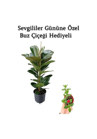 Parlak Canlı Yapraklı Kauçuk Bitkisi Sevgililer Gününe Özel Buz Çiçeği Hediyeli
