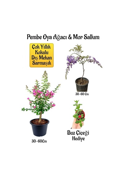 Pembe Oya Ağacı Fidanı+mor Salkım Ağacı Fidanı Buz Çiçeği Bahçe Peyzaj Seti