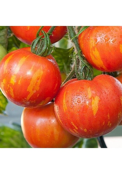 Alacalı Tigerella Domates Tohumu 15 Tohum