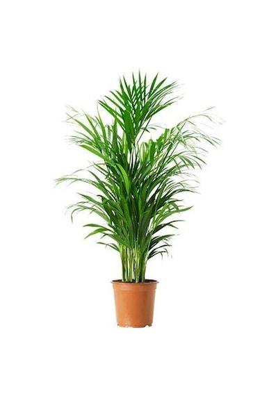 Areka Palmiyesi 5 Adet -  Salon Bitkisi 6401