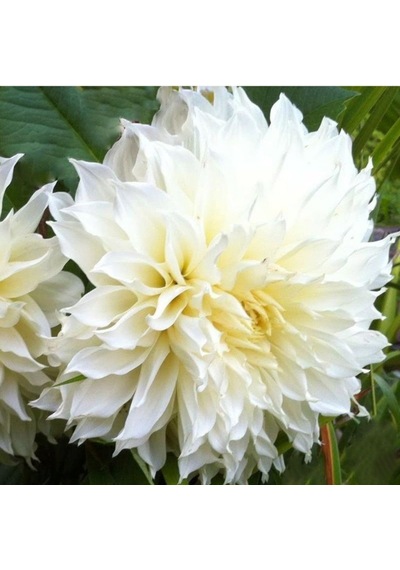 İri Çiçekli White Lace Dahlia Yıldız Çiçeği Yumrusu 1 Adet