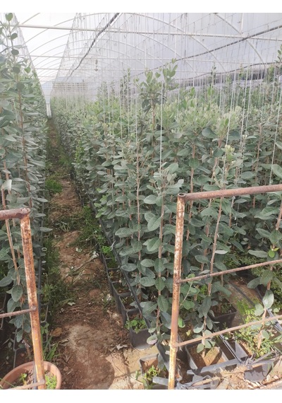 3 Yaş Tijli Feijoa kaymak Ağacı Fidanı