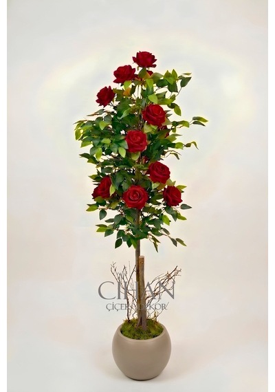 Yapay 10 Güllü Kırmızı Gül Ağacı 150 Cm 27x33 Mocha Küre Saksılı Beyaz