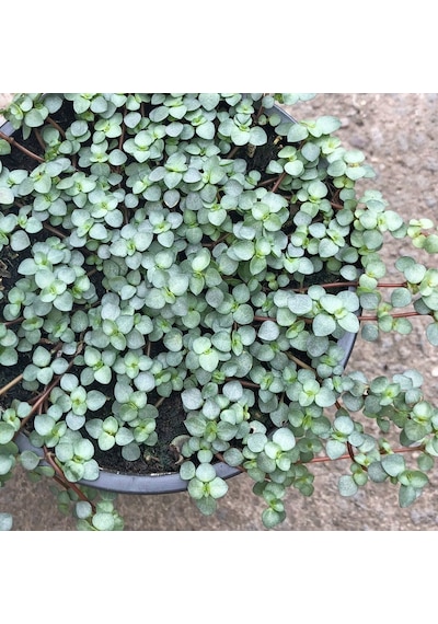 Sarkıcı Pilea Glauca 2 Adet - Dostluk Çiçeği Askılı Saksıda