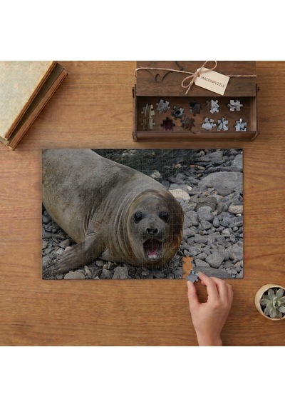 Karada Deniz Fili Yavrusu Tasarımı 240 Parça Ahşap Puzzle Ahşap Kutuda Mpy60140