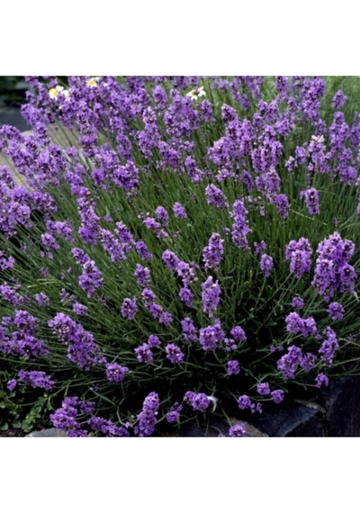10 Adet Açık Köklü Angustifolia Lavanta Fidanı Fidesi