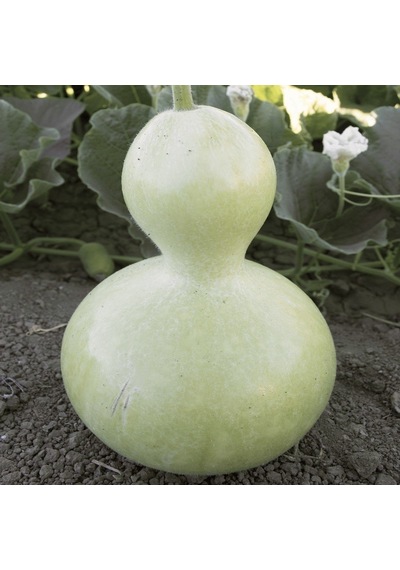Doğal Calabash Süs Su Kabağı Tohumu 5 Tohum N114224