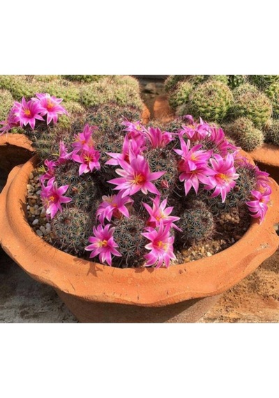 10 Adet Premium Kaktüs Species Mix Tohumu