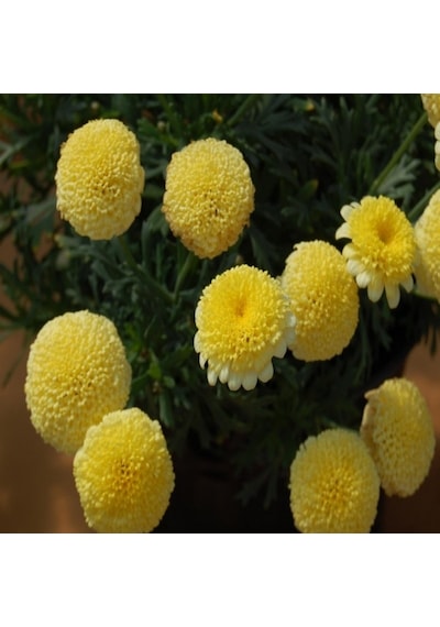 Dona Dayanıklı Pompon Yellow Aster Çiçeği Tohumu 50 Tohum