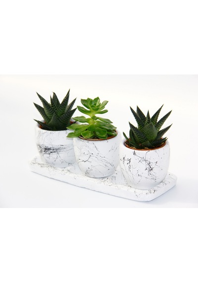 Trio Beyaz Sukulent Seti - Haworthia. Echeveria Emerald