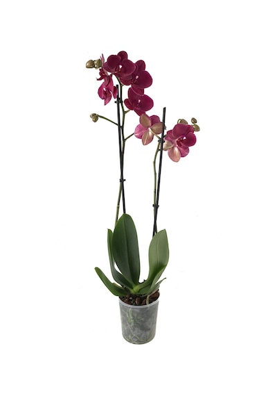 Phalaenopsis Montreux (Bordo Orkide) 12 CM 70-80 CM