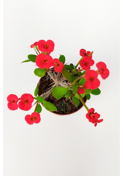 Dikenler Tacı Euphorbia Miili Mini Kırmızı Çiçekli Kaktüs