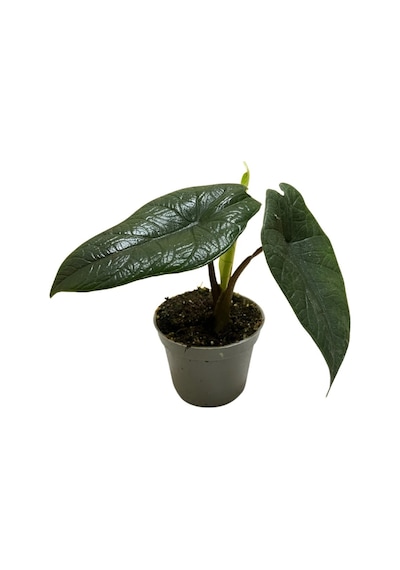 Alocasia Scalprum Fil Kulağı Ø5,5 Cm Y0-10 Cm