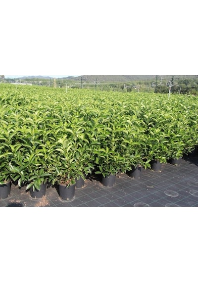 Lisudum Kartopu Çiçeği Fidanı Saksılı 40-60 Cm