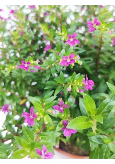Kufeya Çiçeği Cuphea Hyssopifolia 10-20 Cm