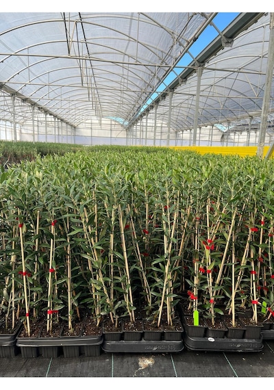 Arbequina Zeytin Fidanı Bol Meyve Veren Cins Arbequine İspanyol Zeytin Fidanı