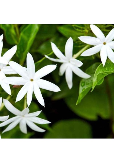 Beyaz Izmir Yasemin Çiçeği Fidanı1 Adet 40-60 Cm Bahçe Bitkisi White Jasmine