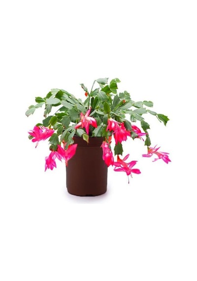 1 Adet Yılbaşı Çiçeği Fidanı 20-40cm Saksılı Poinsettia