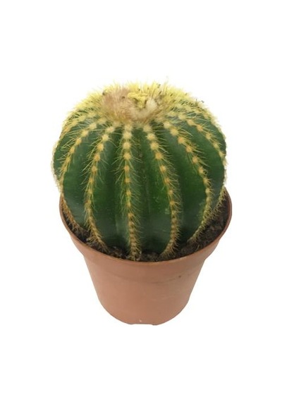 Parodia Kaktüs 12 cm Lik Saksıda