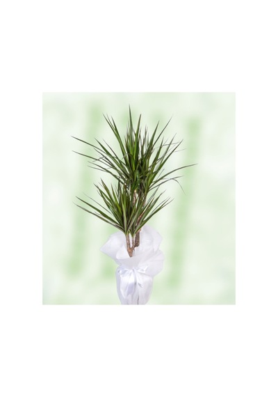 Marginata 2li Süslü 50-60cm - 607051812