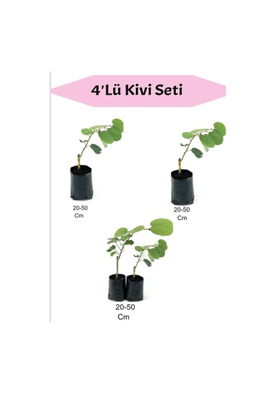 4'lü Meyve Seti Kivi Fidanı