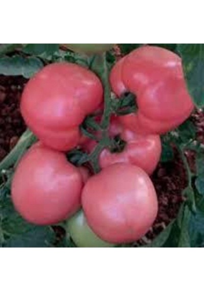İri Pembe Domatesi 20 Adet Tohum