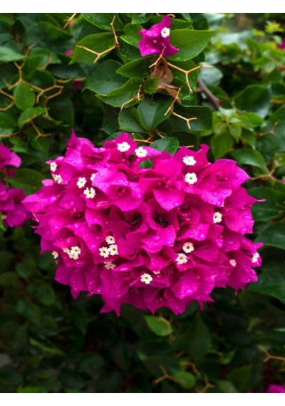Videolu Bodur Pembe Begonvil 30 50 Cm 1 Adet Saksılı Çiçekli Bahçe Bitkisi Bougainvillea