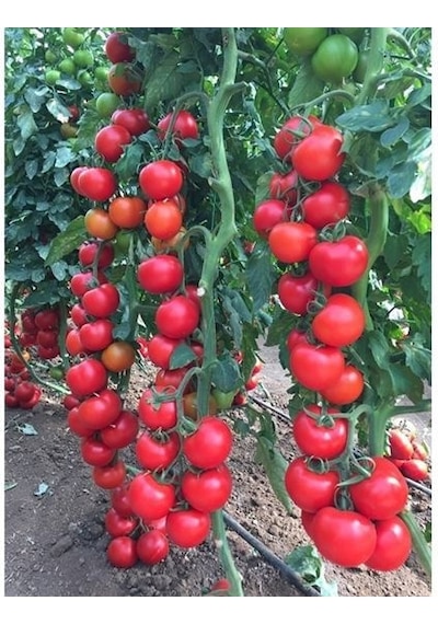 Sırık Domates Tohumu Sırık Domates 15 Tohum + Tohum