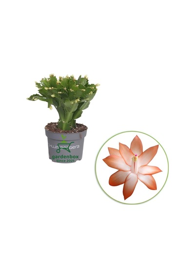 Turuncu Renk Yılbaşı Çiçeği 1 Adet 10-20cm Saksılı Schlumbergera