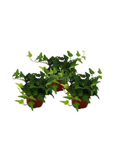 Mini Hedera Salon Sarmaşığı- (Hedera Helix Green) 3 Adet Saksıda