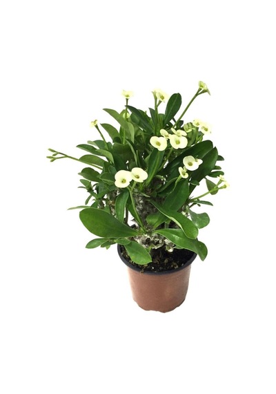 Saksılı Sarı Dikenler Tacı Japon İğnesi Euphorbia Milii 5-15 Cm