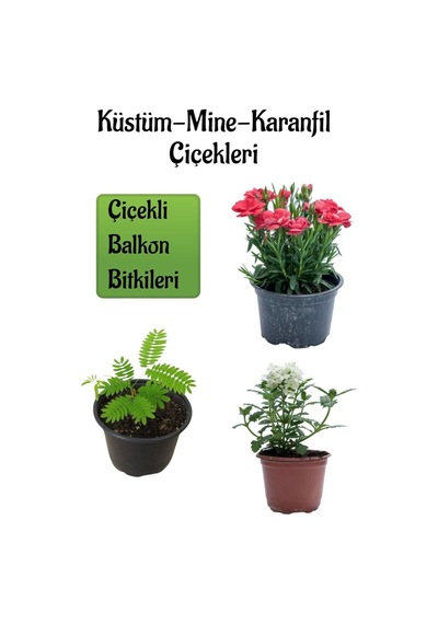 Küstüm Çiçeği 1 Adet 8/10cm +kırmızı Karanfil Çiçeği 10-15cm+beyaz Mine Çiçeği 10-15cm