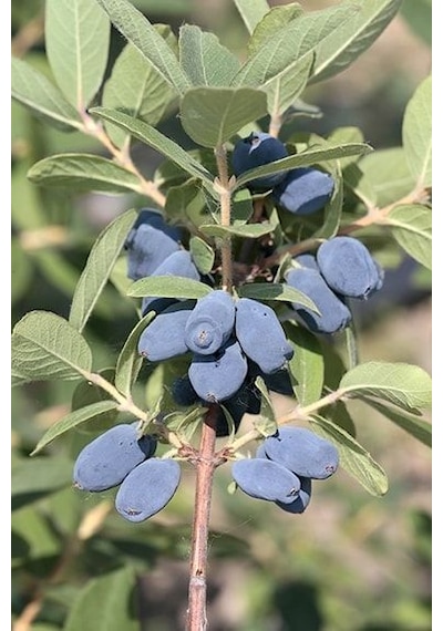 2 Yaş Bal Yemişi Fidanı Lonicera Caerulea Tatlı Ve Besleyici