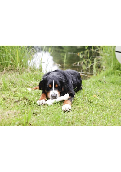 Delights S Boy Kemik, 35 Gr. Köpek Ödülü