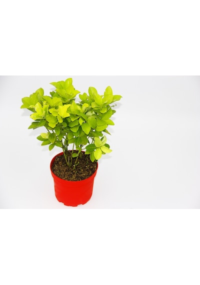 Sarı Kırmızı Gold Taflan Euonymus -  N11.6313