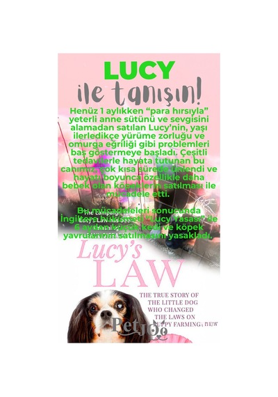 Petjoo 11.Lucy Gri-Yeşil Qr'lı Köpek Künyesi