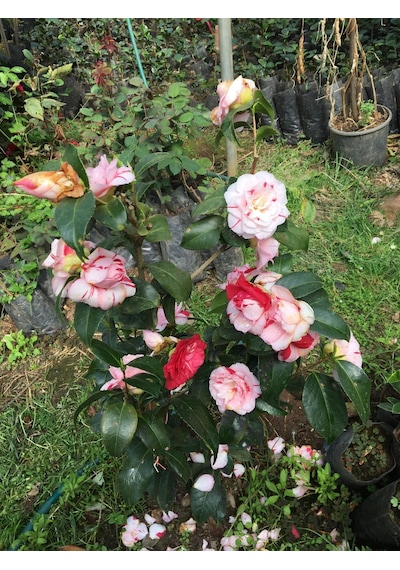 Kırmızı Beyaz 3 Renk Açar 25-40 Cm Özel Ürün