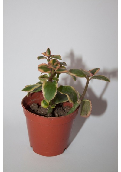 Crassula Sarmentosa Variegata Sarkan Sukulent Tekli 5,5 Cm Saksıda
