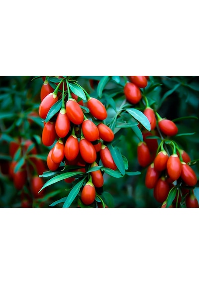 Kırmızı Goji Berry Fidanı 2-3 Yaş