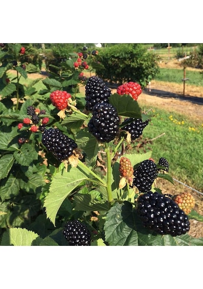 Tüplü Jumbo Böğürtlen Fidanı 1 Yaş - İri Meyveli