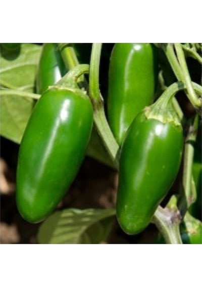 20 Adet Kırmızı Jalapeno Biber Tohumu