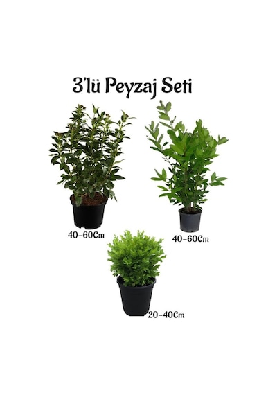 Viburnum Kartopu Fidanı+defne Fidanı+çalı Şimişiri 3'lü Bahçe Peyzaj Seti