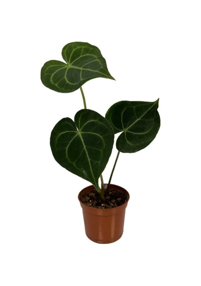 Anthurium Clarinervium Ø8,5 Cm 15-20 Cm