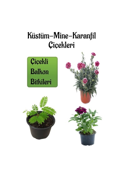 Küstüm Çiçeği 1 Adet 8/10cm +ebruli Karanfil Çiçeği 10-15cm+mor Mine Çiçeği 10-15cm
