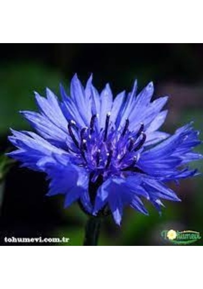 50 Adet Tohum Mavi Kantoron Çiçeği Tohumu Hobi Bahçe Tohumlar