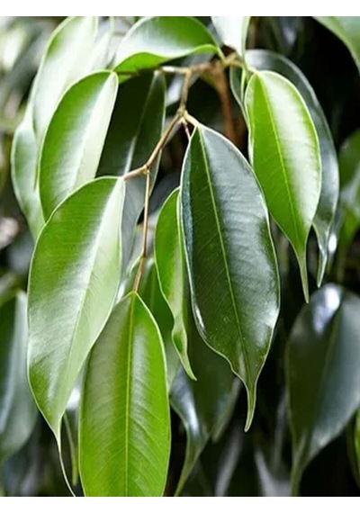 Videolu 1 Adet Benjamin Çiçeği Fidanı 55-60 Cm Saksılı Çiçekli Bodur Bitkiler Ficus Benjamina