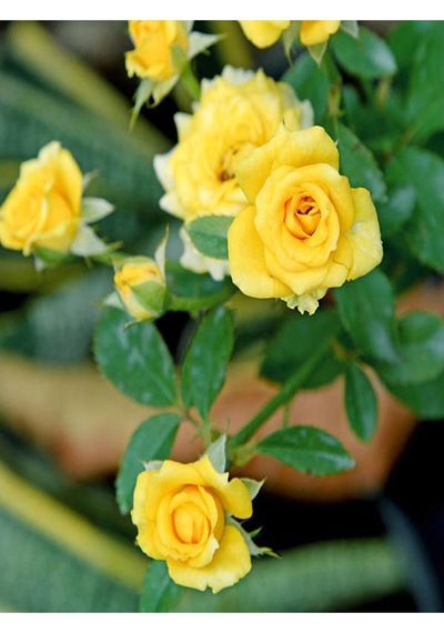 Yediveren Sarı Renkli Landora Gül 25 50 Cm 1 Adet Saksılı Aşılı Gül Yellow Rose