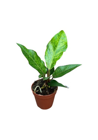 Anthurium Hookeri 'variegata'